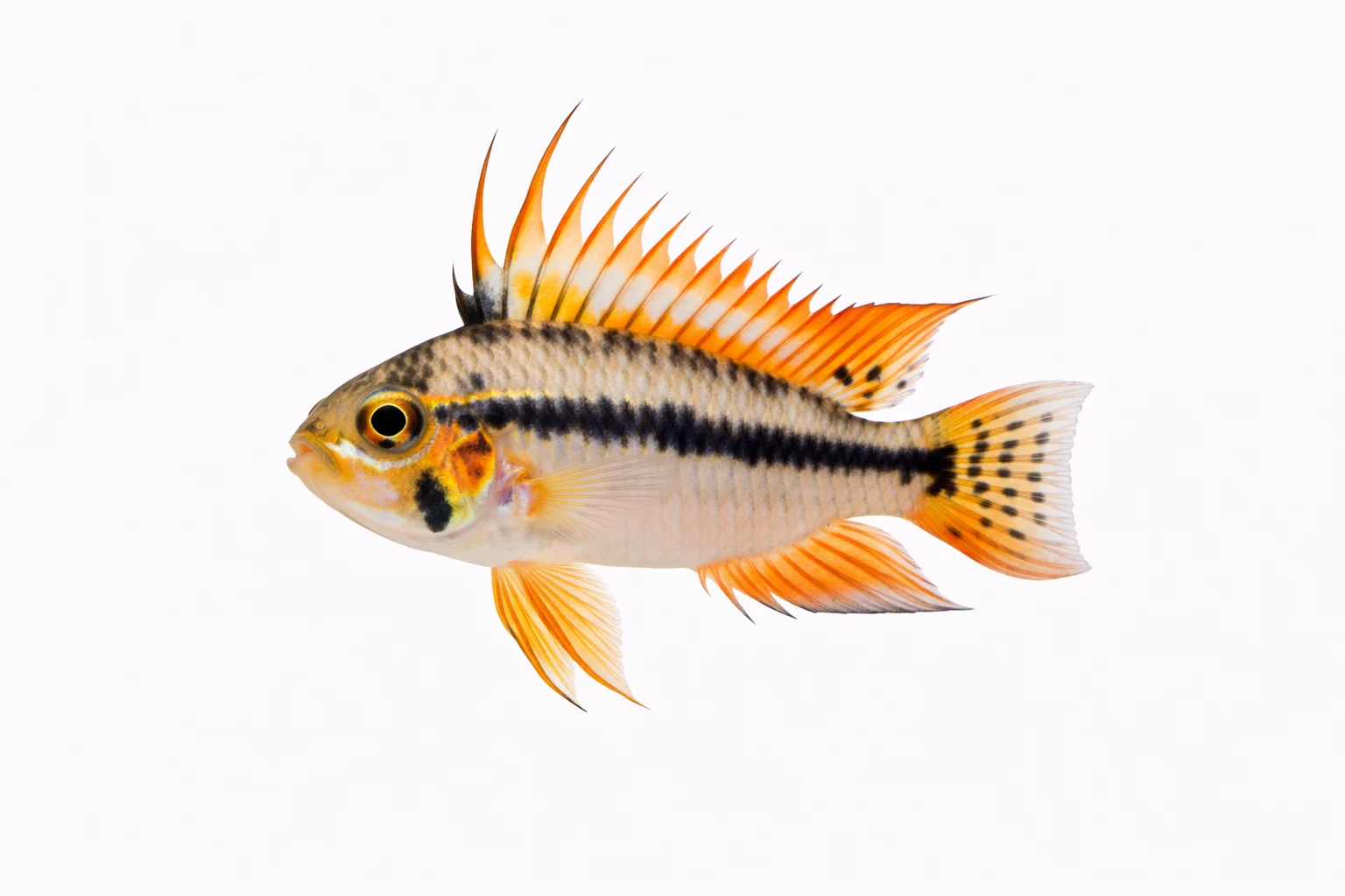 Cockatoo Dwarf Cichlid