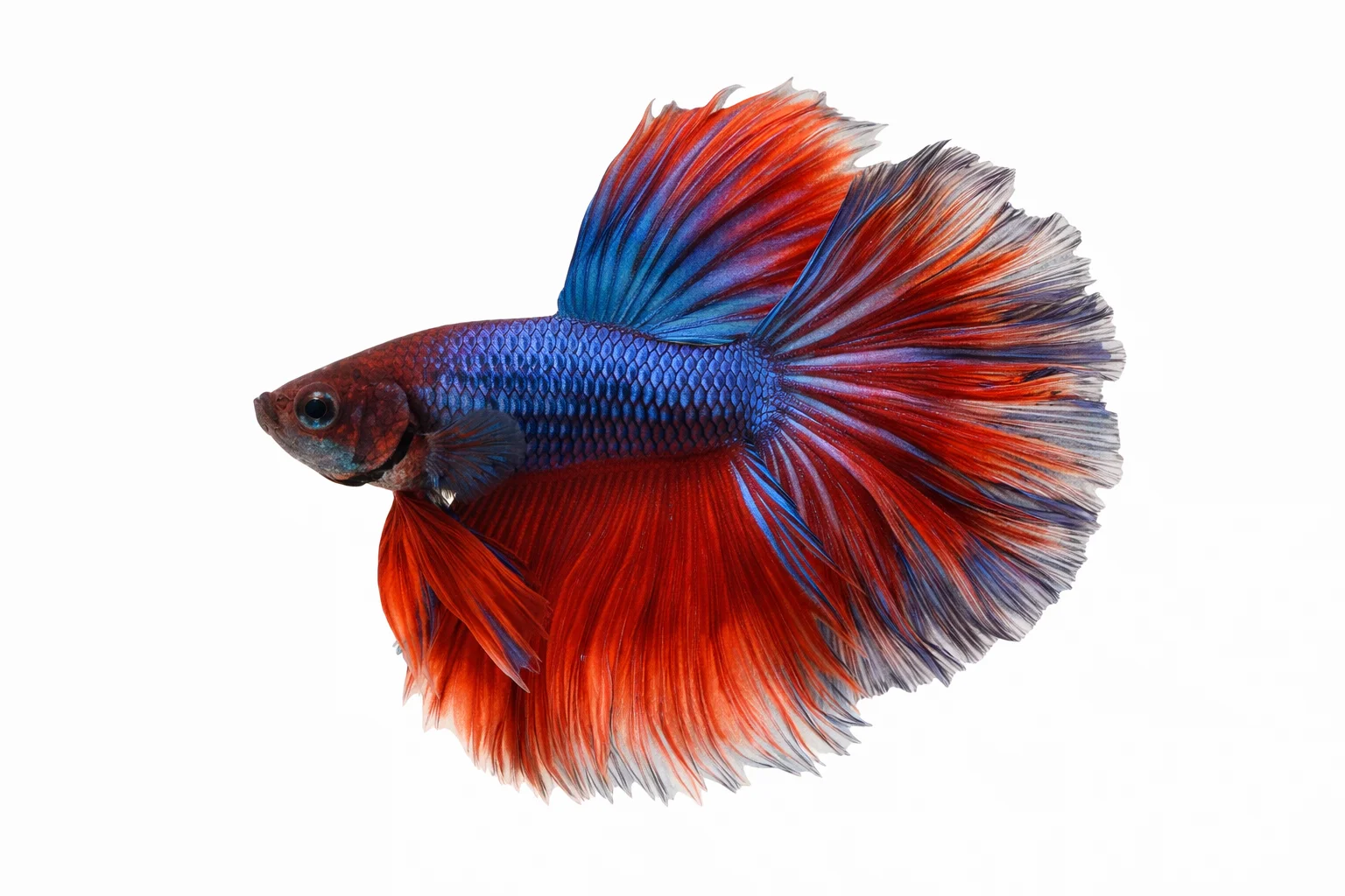 Betta Fish