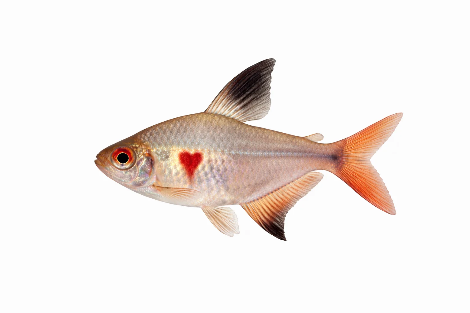 Bleeding Heart Tetra