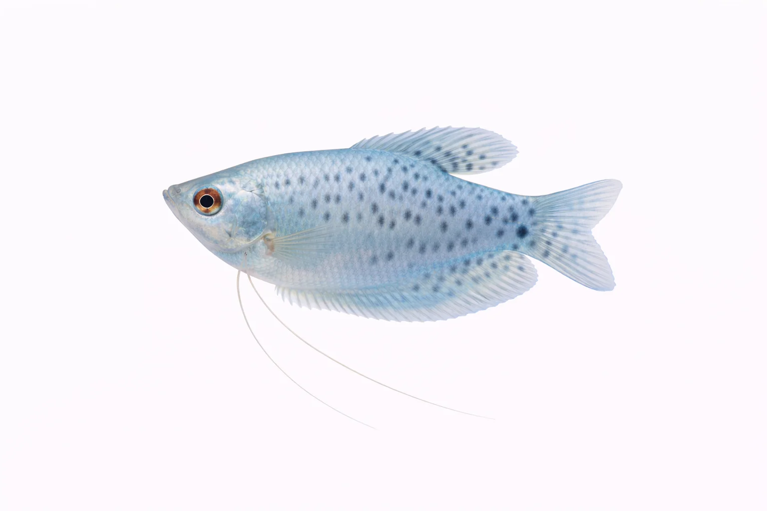 Blue Gourami