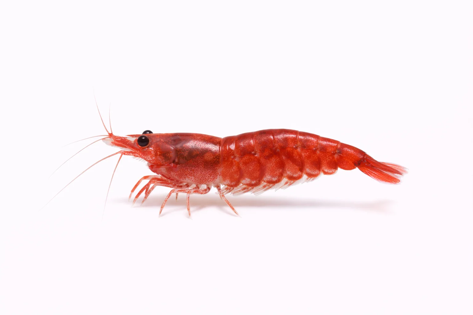 Cherry Shrimp