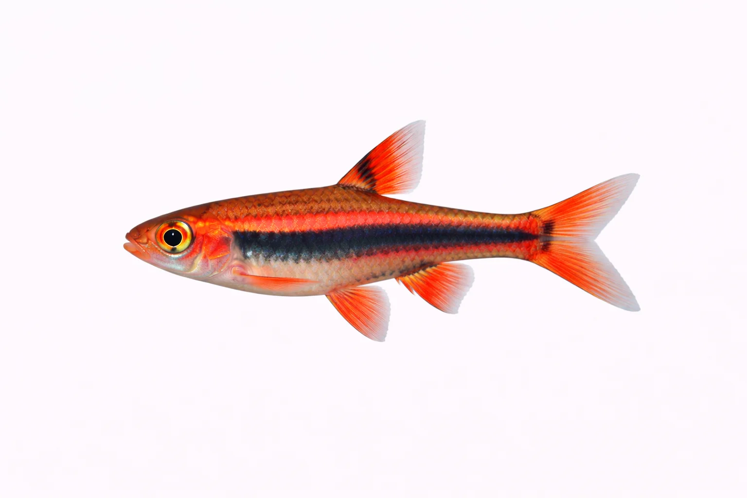 Chili Rasbora
