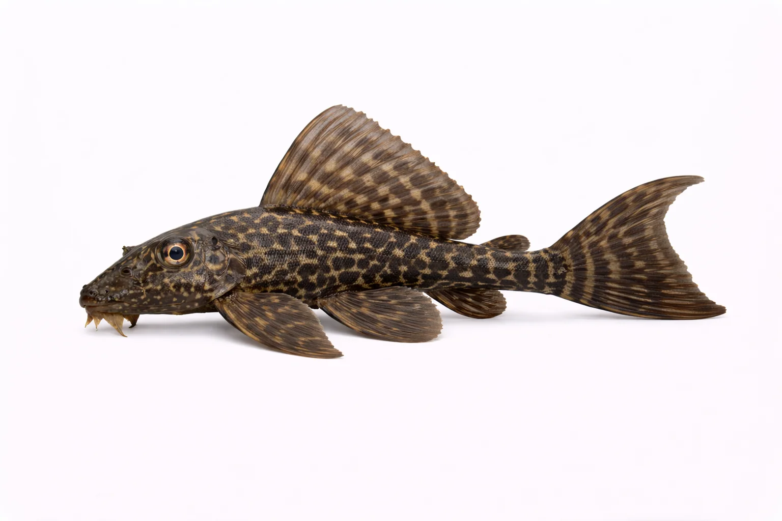 Common Pleco