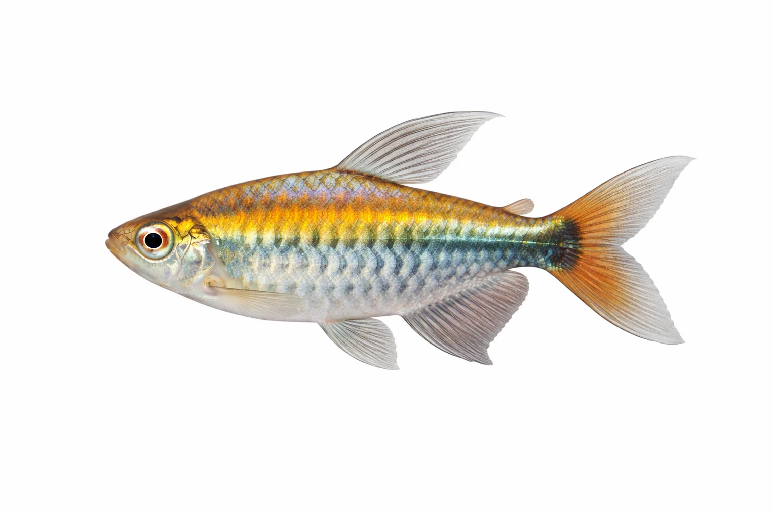 Congo Tetra