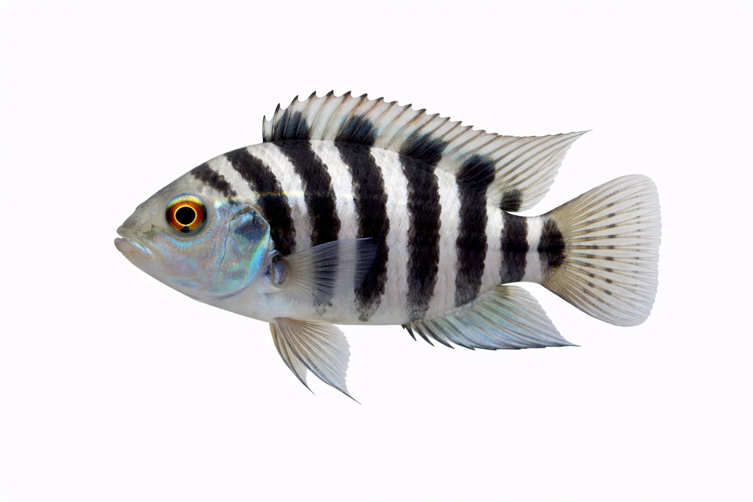 Convict Cichlid