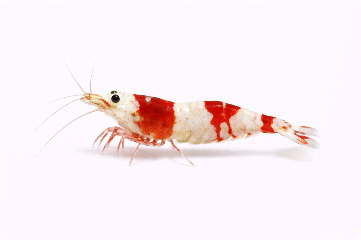 Crystal Red Shrimp