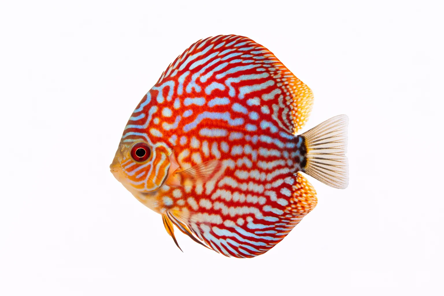 Discus