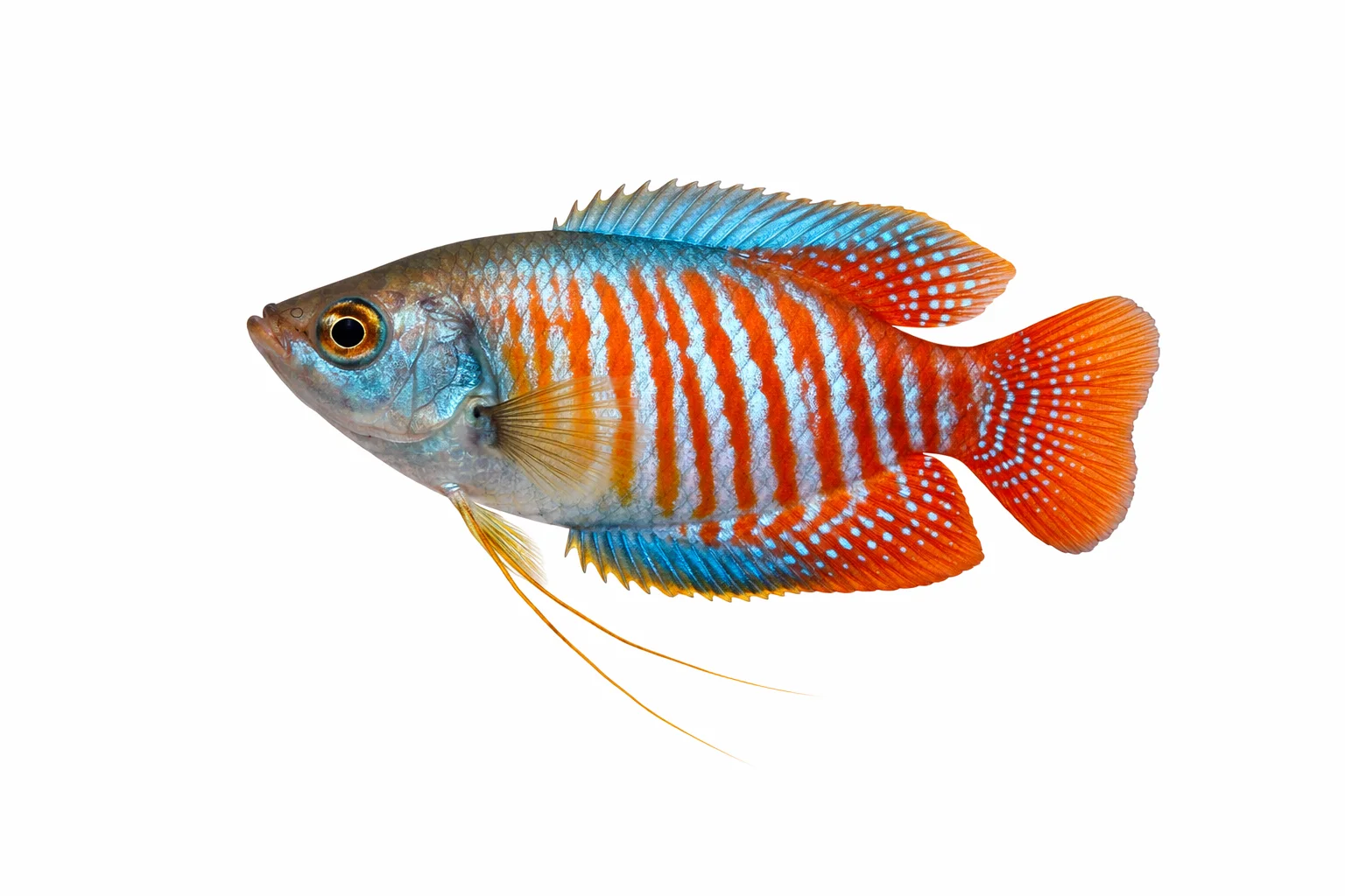 Dwarf Gourami