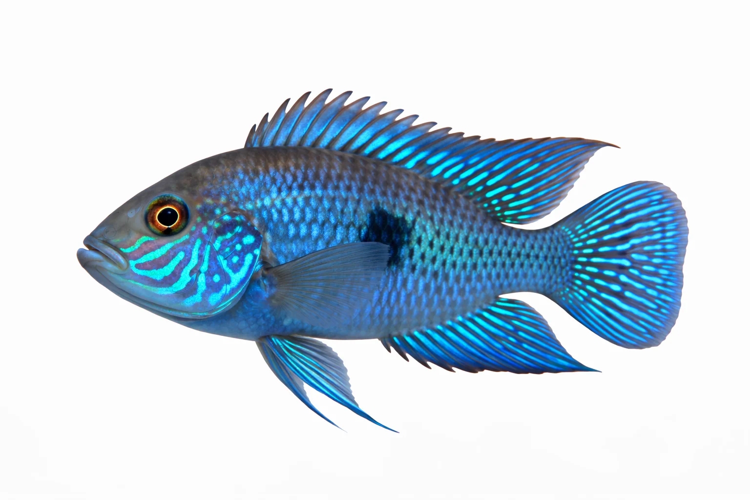 Electric Blue Acara