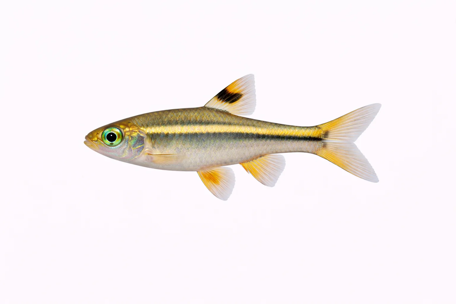 Emerald Eye Rasbora