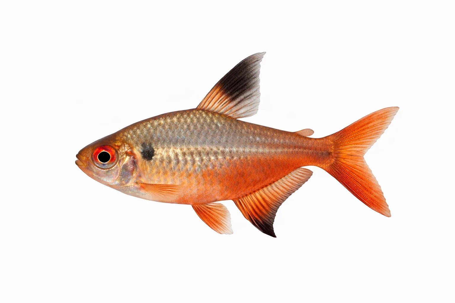 Flame Tetra