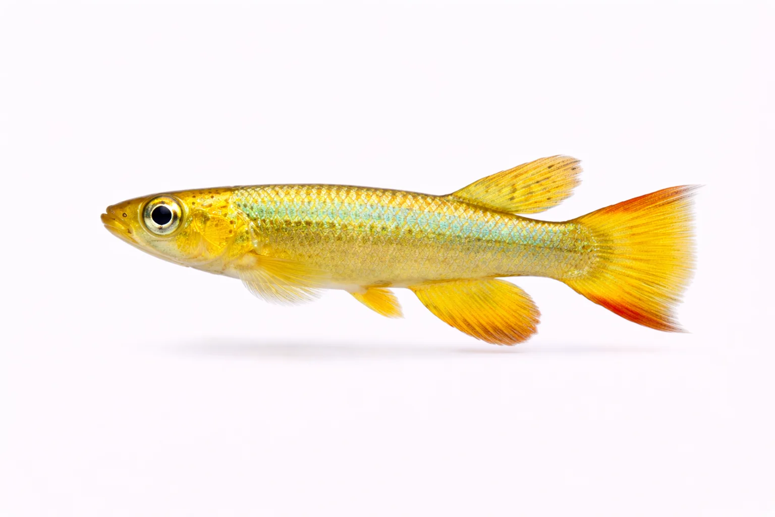 Golden Wonder Killifish