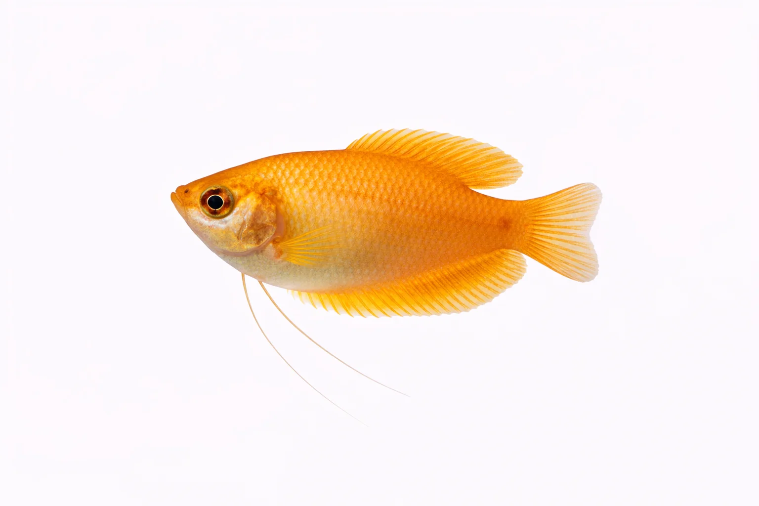 Honey Gourami