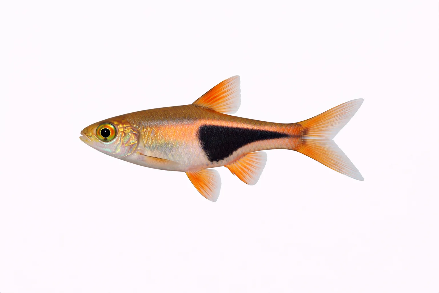Lambchop Rasbora