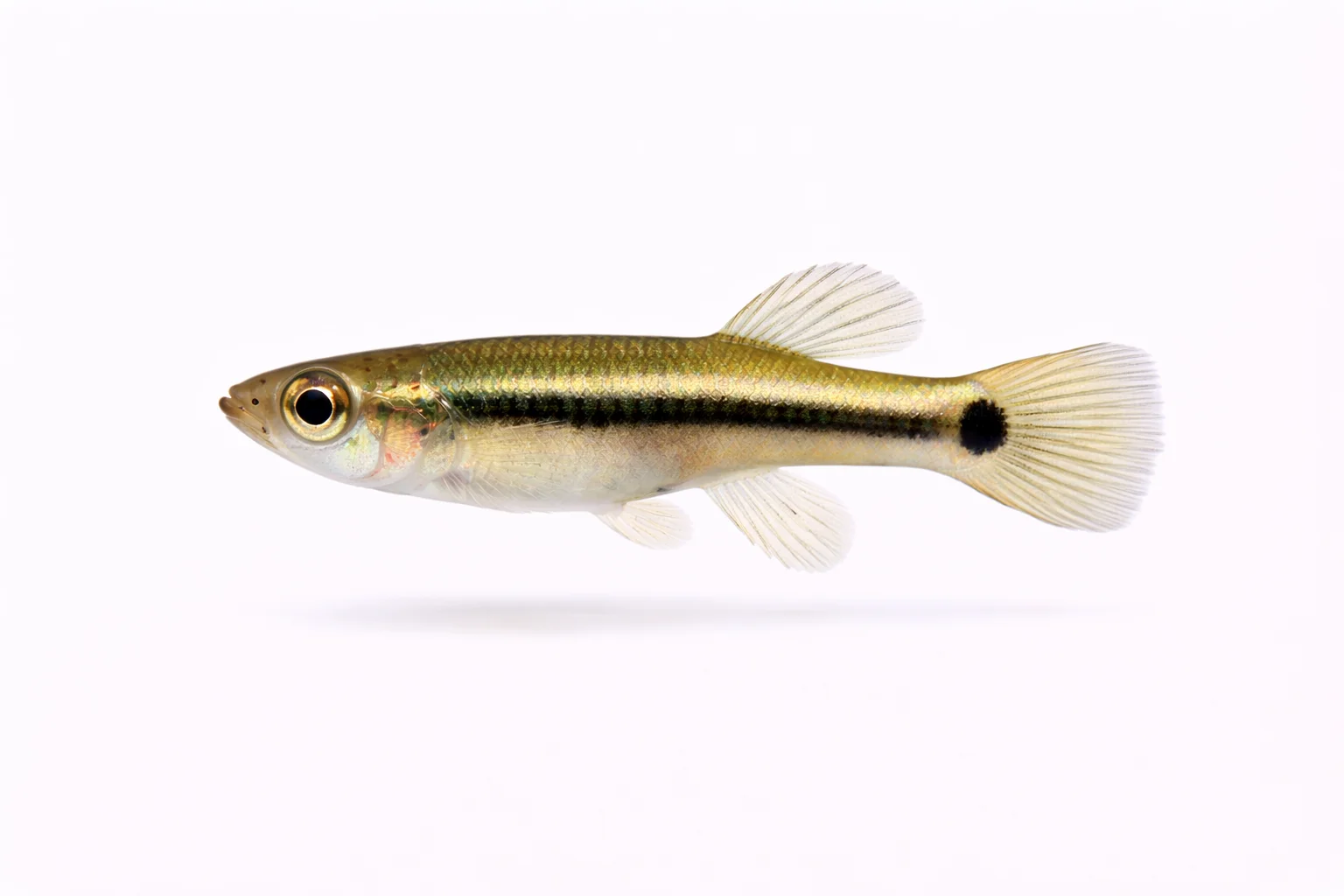 Least Killifish