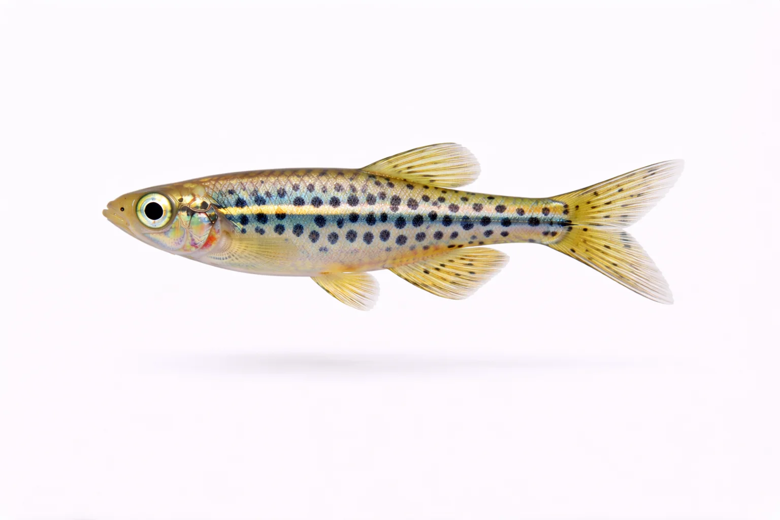 Leopard Danio