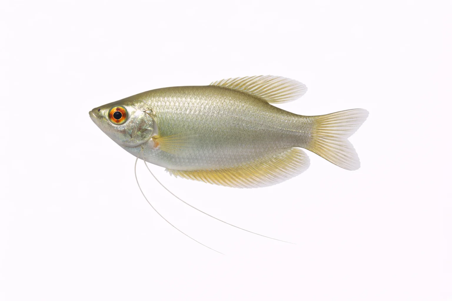 Moonlight Gourami