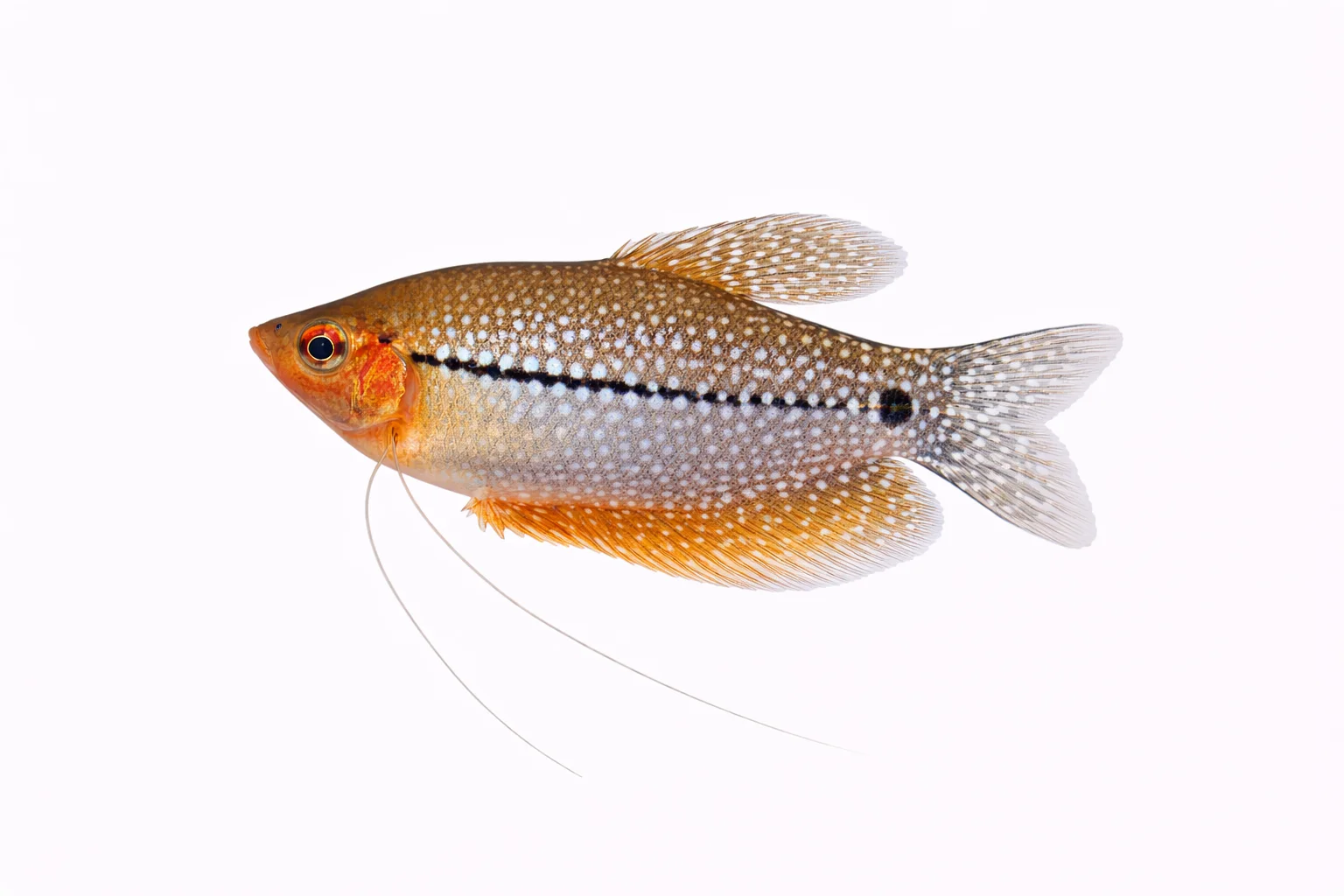 Pearl Gourami