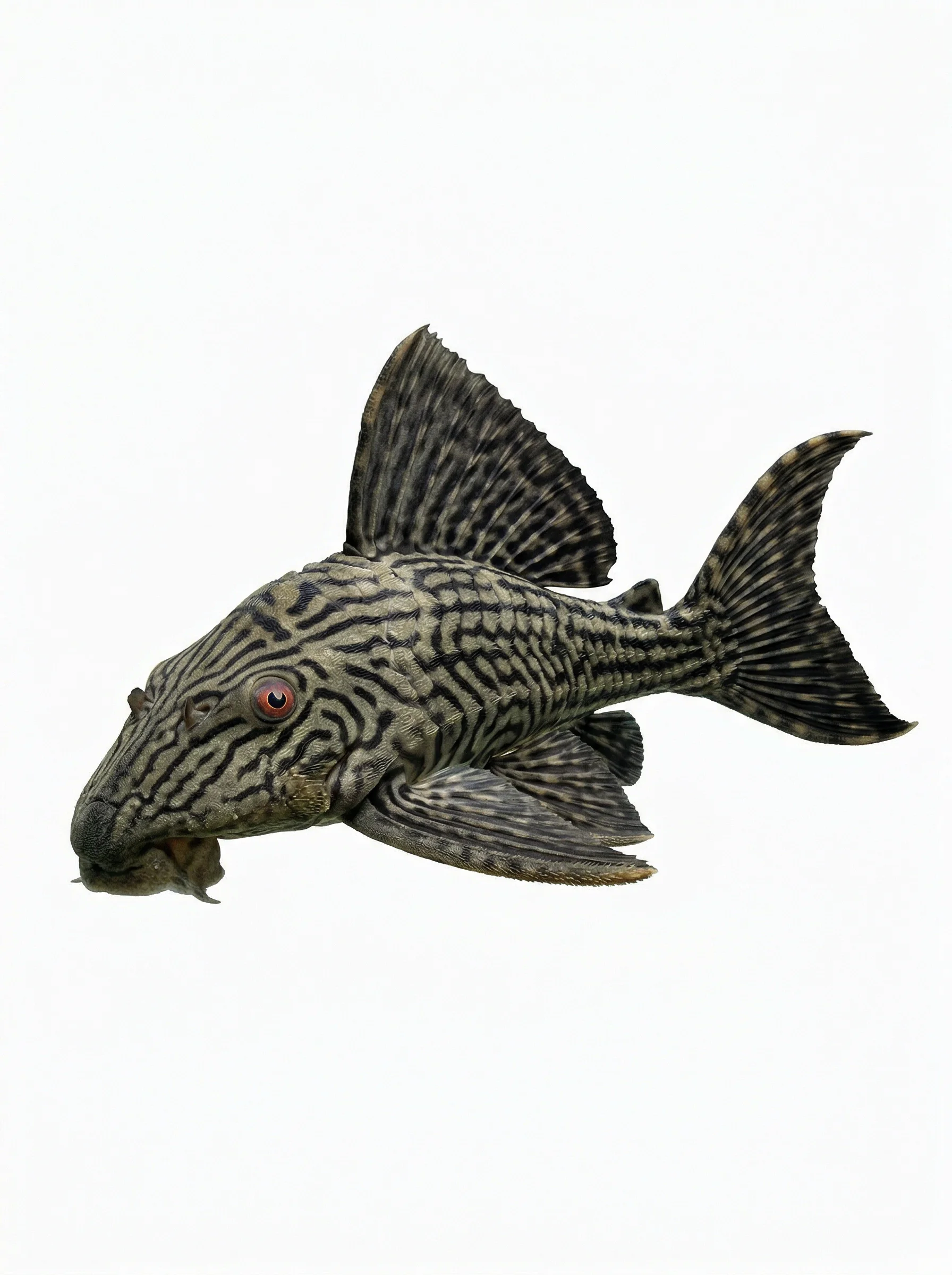 Royal Pleco
