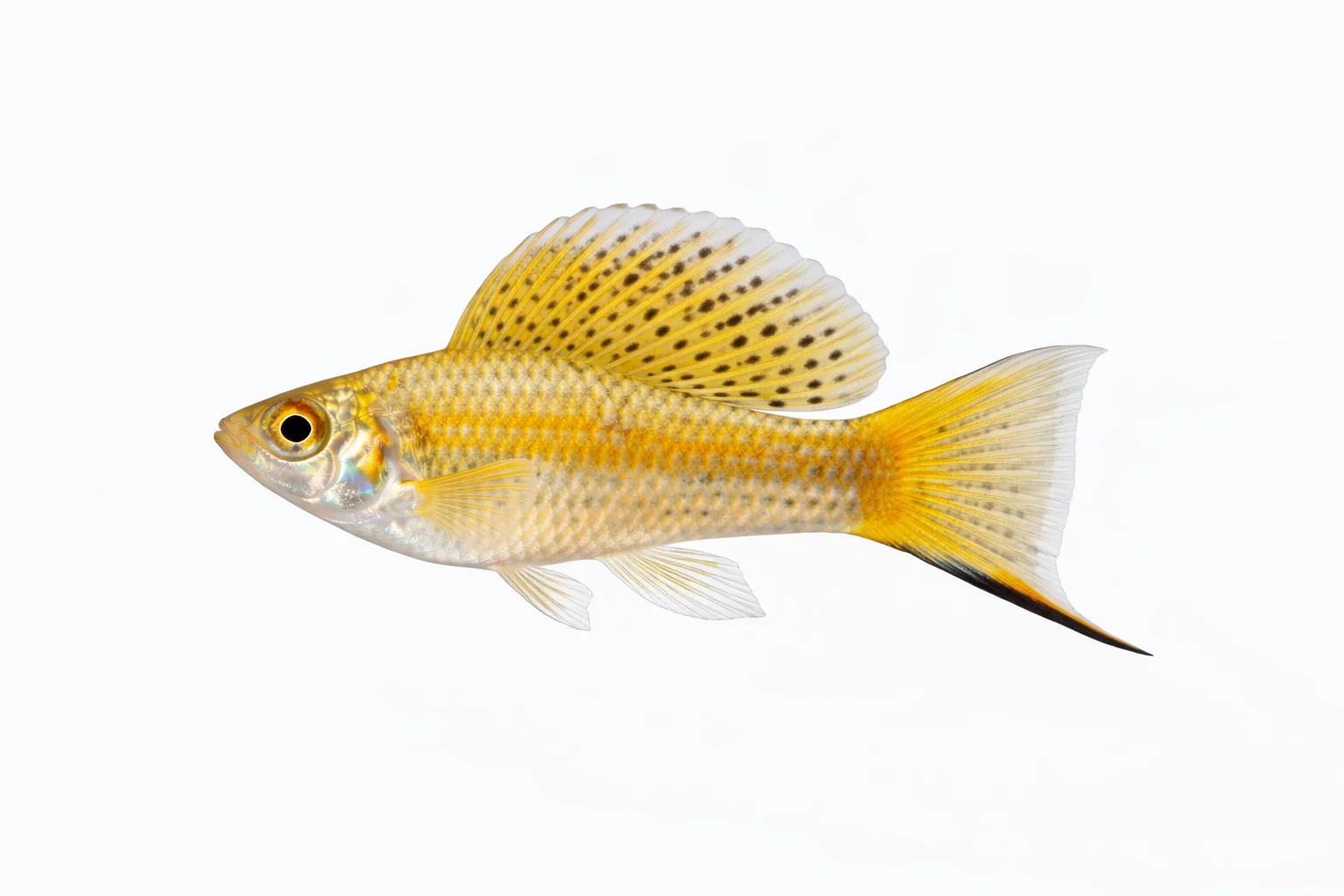 Sailfin Molly