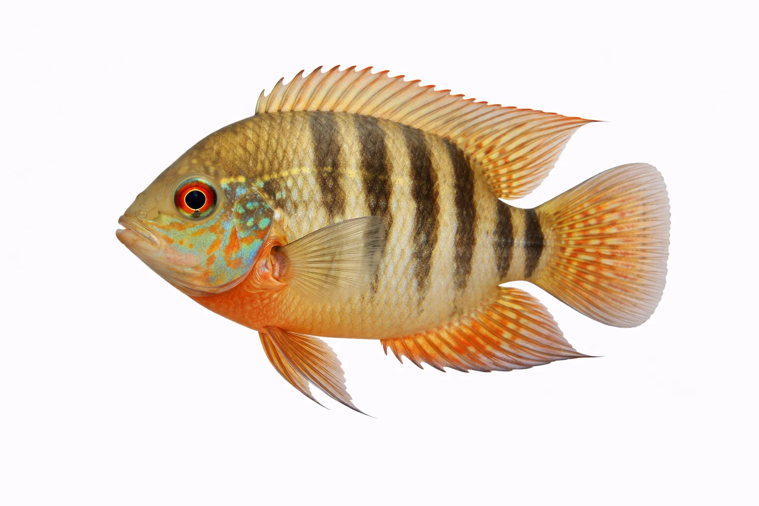 Severum