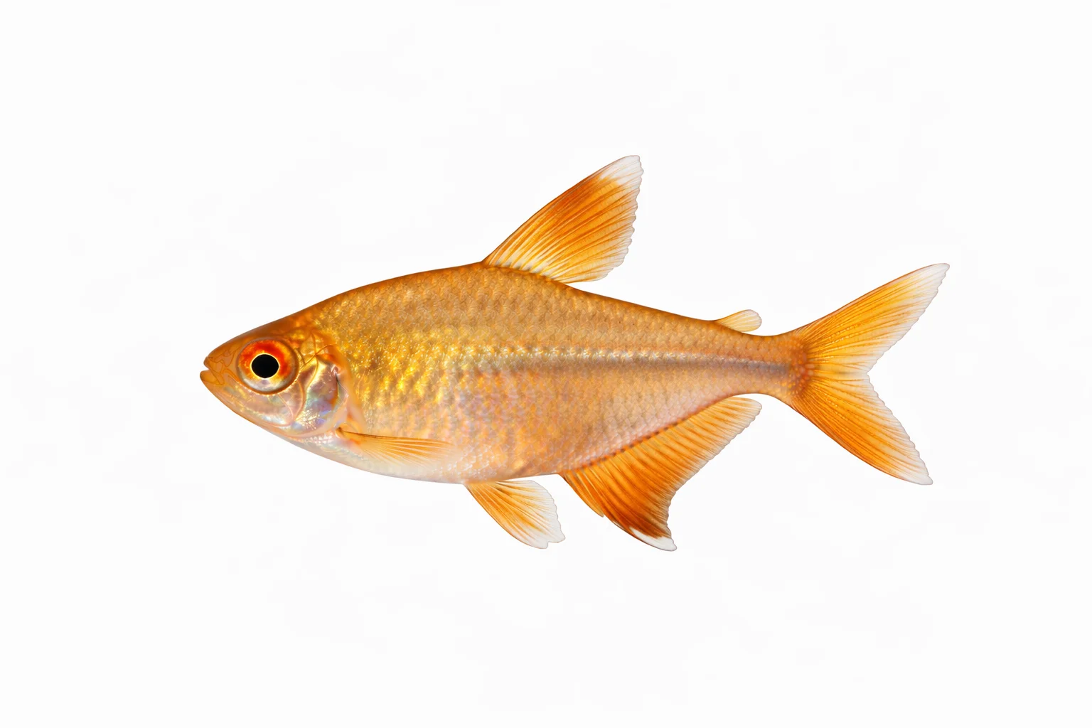 Silvertip Tetra