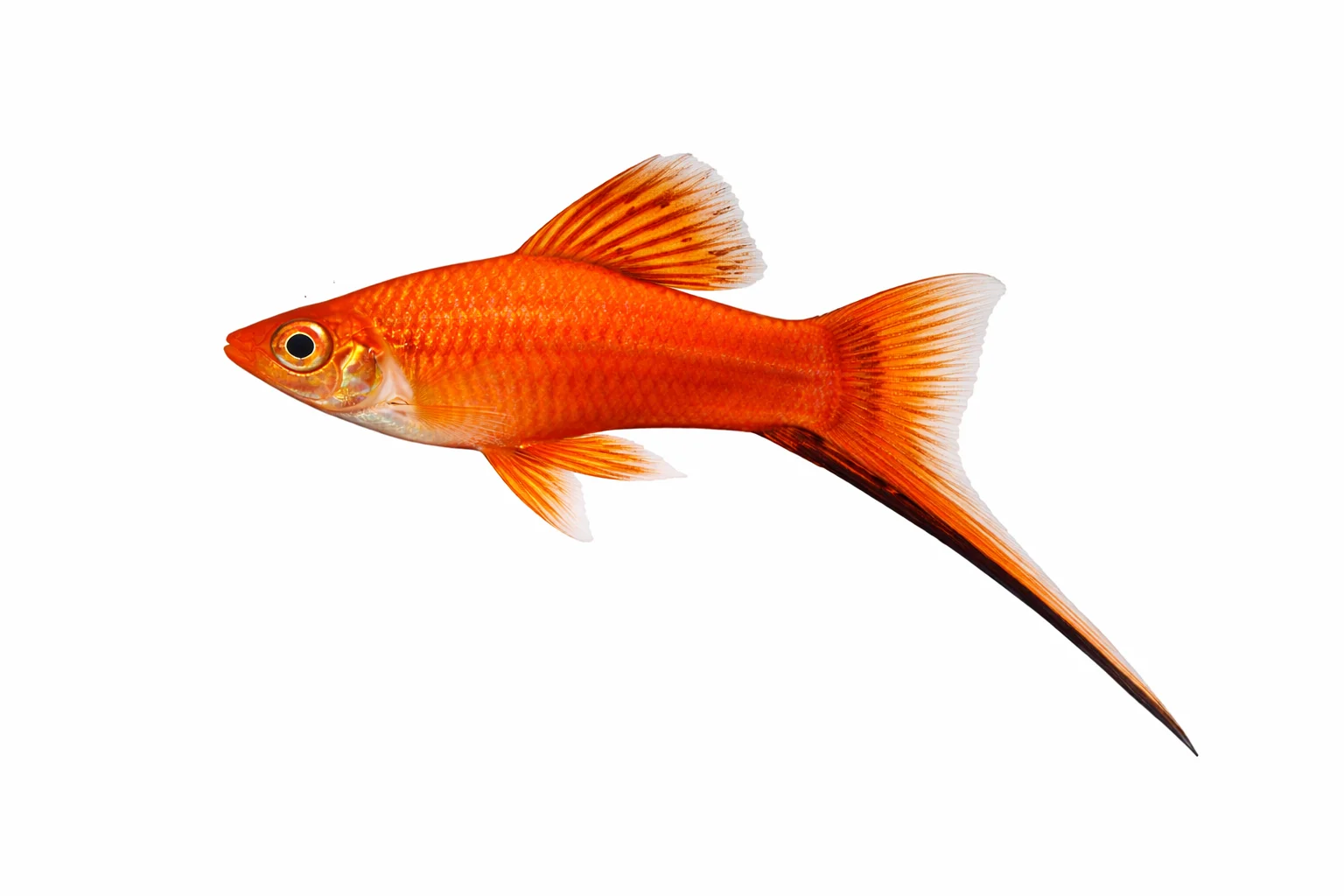 Swordtail