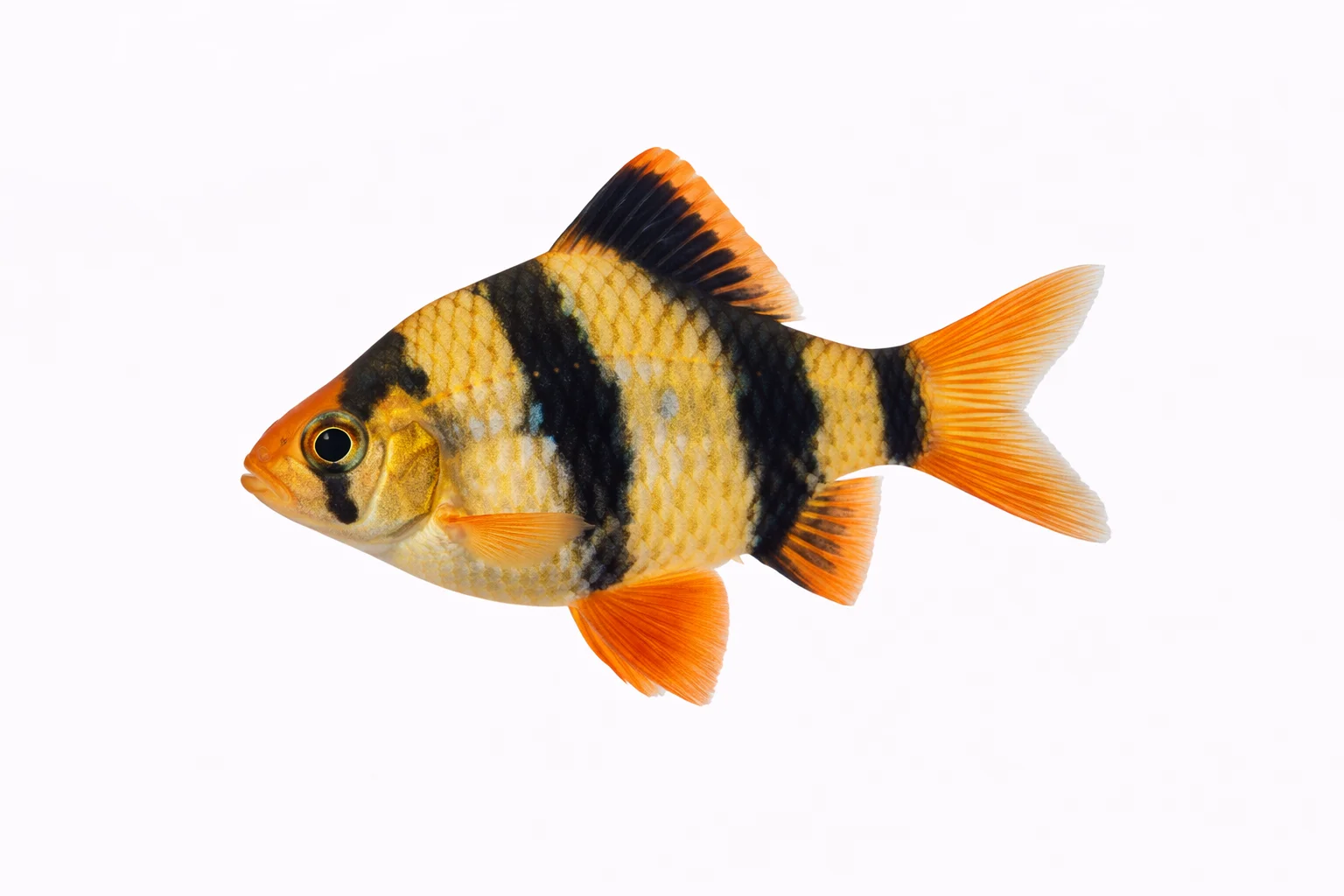 Tiger Barb