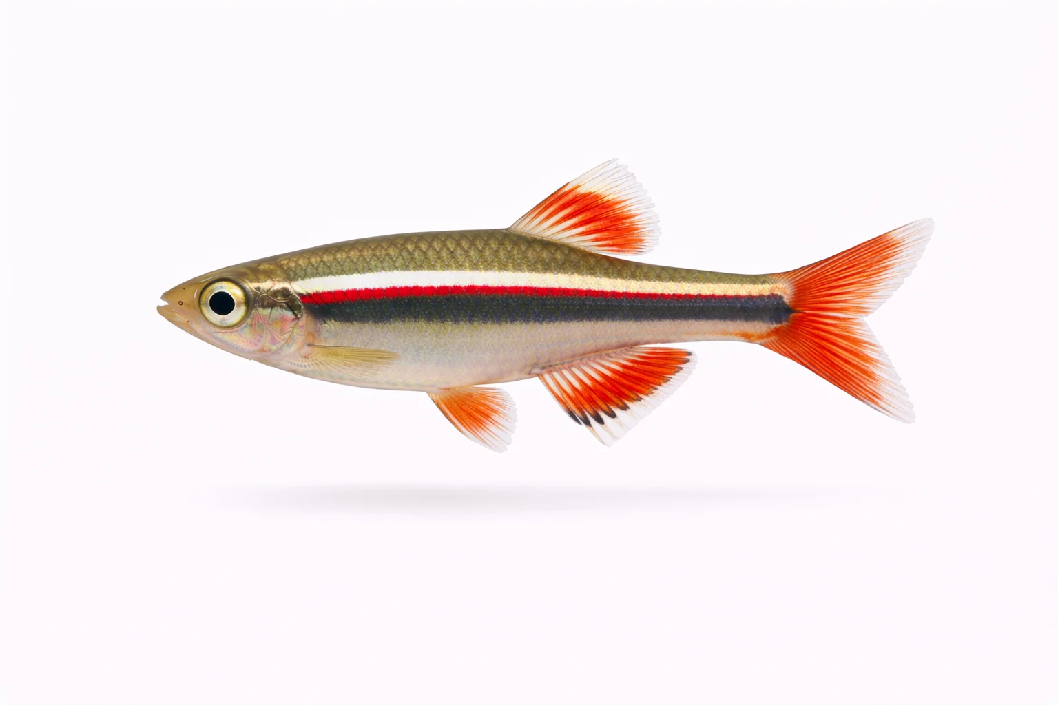 White Cloud Mountain Minnow