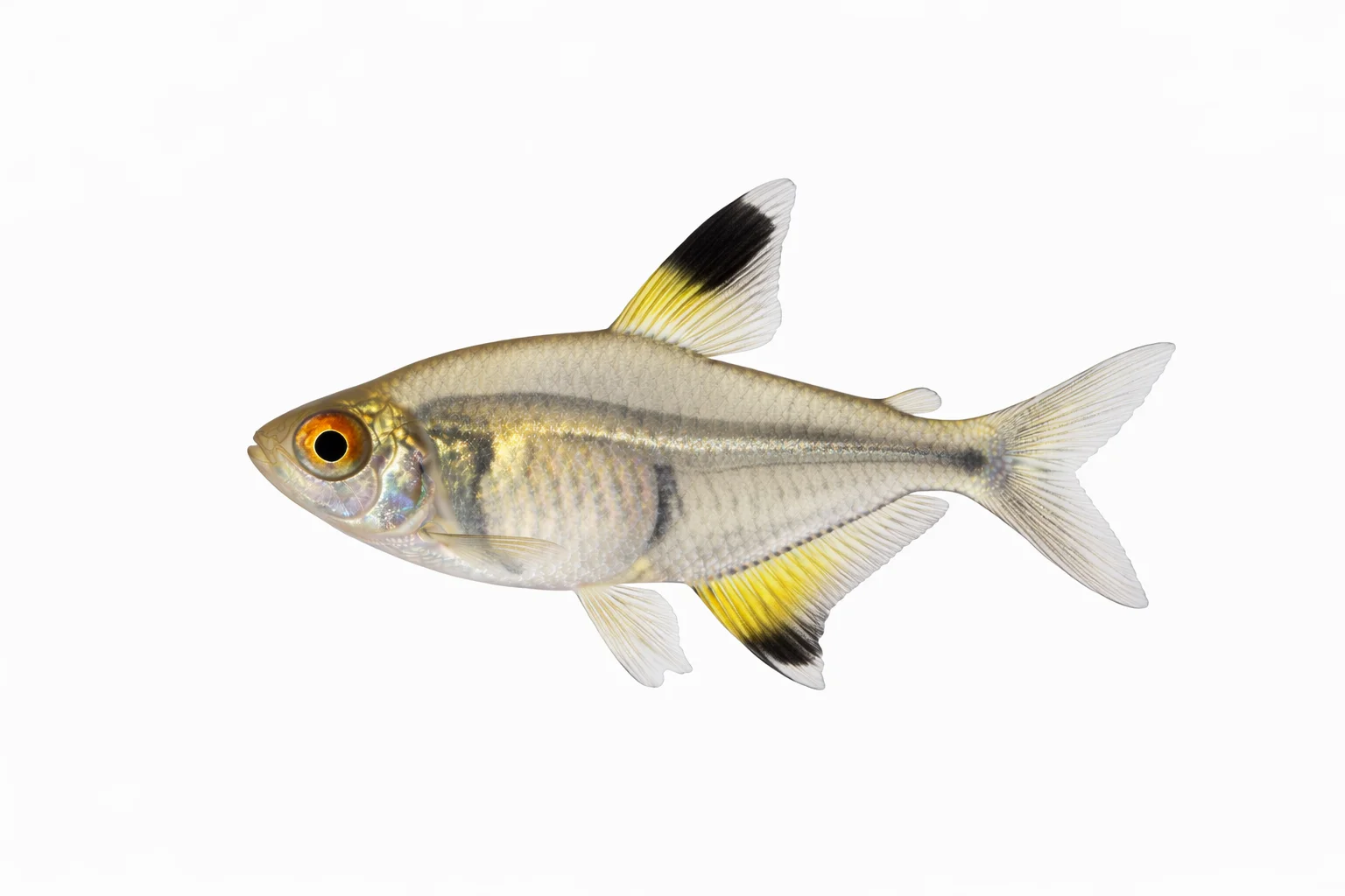 X-Ray Tetra